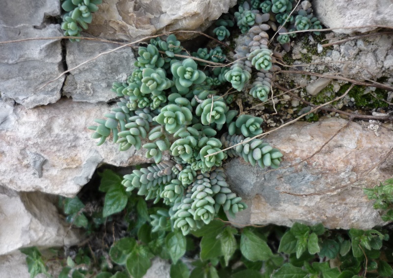 Sedum dasyphyllum / Borracina cinerea